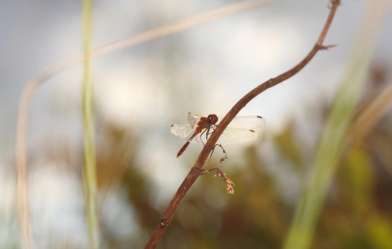 Мария, 19 лет, 4 размер груди